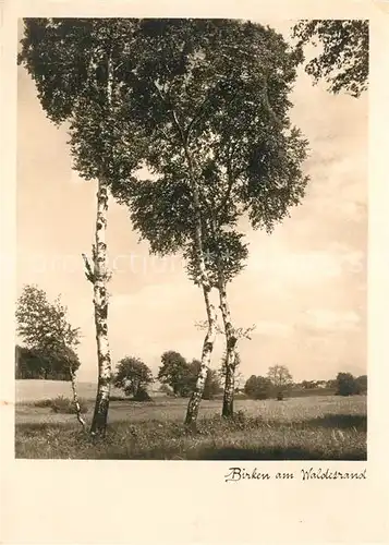 AK / Ansichtskarte Baeume Trees Birken Kat. Pflanzen
