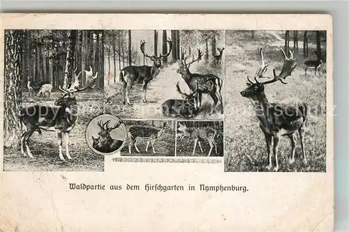 AK / Ansichtskarte Nymphenburg Hirschgarten Wild Kat. Muenchen