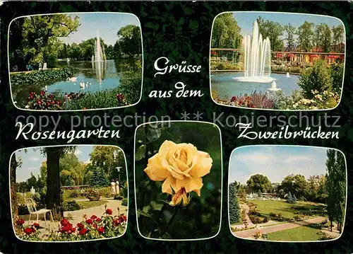 AK / Ansichtskarte Zweibruecken Pfalz Rosengarten Fontaene Parkanlage Rosenbluete