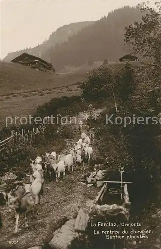 AK / Ansichtskarte La Forclaz Aigle Rentree du chevrier Sentier alpestre Ziegen Kat. La Forclaz