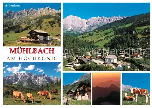AK / Ansichtskarte Muehlbach Hochkoenig Arthurhaus Gesamtansicht mit Alpenpanorama Haflinger Pferde Kuehe Almvieh Bergbauern Kat. Muehlbach am Hochkoenig