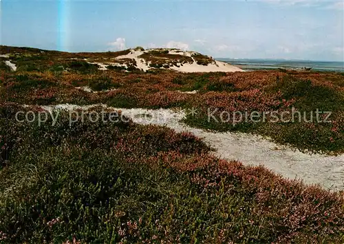 AK / Ansichtskarte Westerland Sylt Landschaftspanorama Heide Duenen Kat. Westerland
