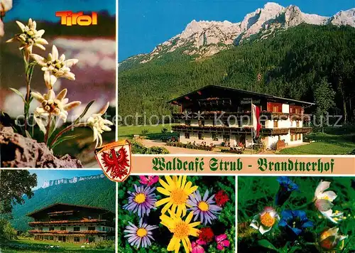 AK / Ansichtskarte Waidring Tirol Waldcafe Strub Brandtnerhof Bergwelt Edelweiss Blumen Alpenflora Kat. Waidring