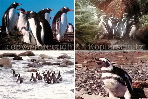 AK / Ansichtskarte Pinguin Magallanes Chile Kat. Tiere