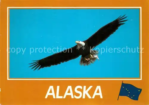 AK / Ansichtskarte Adler American Bald Eagle Alaska Kat. Tiere