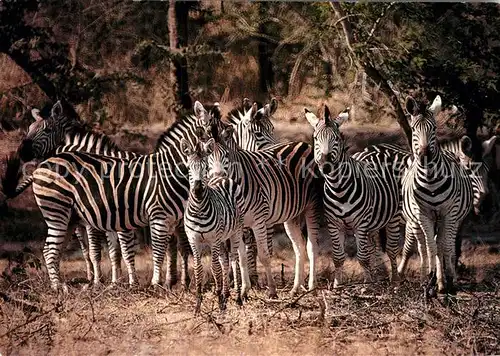 AK / Ansichtskarte Zebra Southern Africa  Kat. Tiere