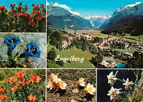 AK / Ansichtskarte Engelberg OW Blumen Engelberg Kat. Engelberg