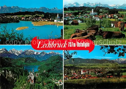 AK / Ansichtskarte Lechbruck_See Viehweide Kuehe Landschaftspanorama Alpen Schloss Lechbruck See Kat. Lechbruck am See