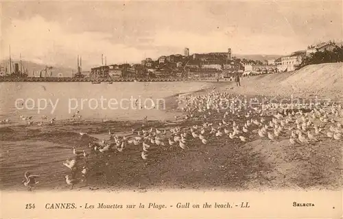 AK / Ansichtskarte Cannes_Alpes Maritimes Les Mouettes sur la Plage Cannes Alpes Maritimes Kat. Cannes