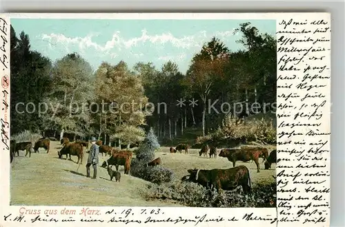 AK / Ansichtskarte Harz_Region Rinderherde mit Hirte Harz Region