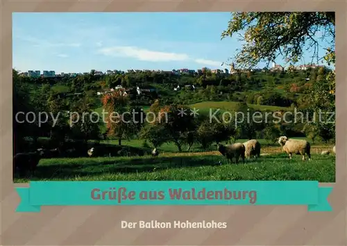 AK / Ansichtskarte Waldenburg_Wuerttemberg Der Balkon Hohenlohes Schafherde Landschaftspanorama Waldenburg Wuerttemberg
