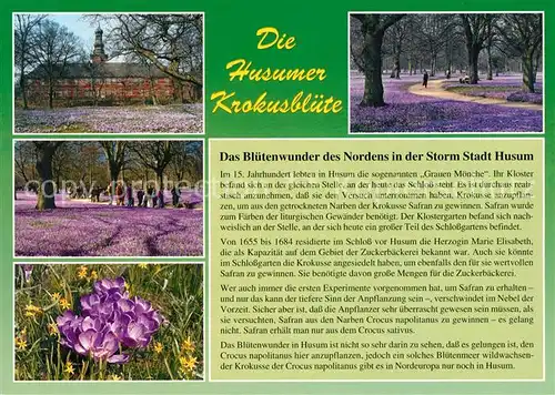 AK / Ansichtskarte Husum_Nordfriesland Husumer Krokusbluete Husum_Nordfriesland