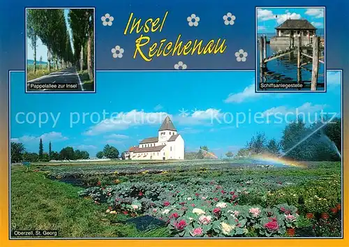 AK / Ansichtskarte Insel_Reichenau Pappelallee zur Insel Schiffsanlegestelle Oberzell St Georg Insel Reichenau