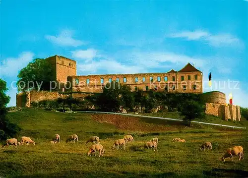 AK / Ansichtskarte Schesslitz Giechburg Burgruine Schafherde Schesslitz