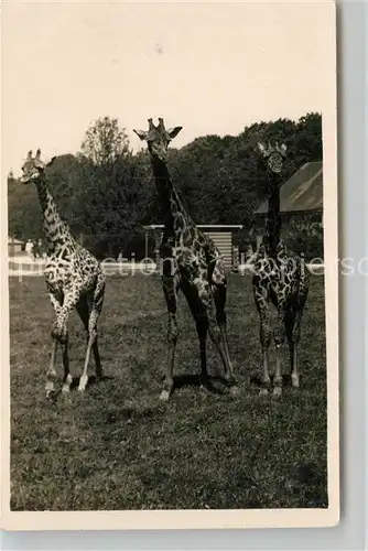 AK / Ansichtskarte Giraffe Tierpark Hellabrunn Muenchen Propagandajahr  Giraffe