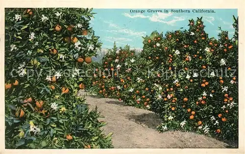 AK / Ansichtskarte Orangen_Oranges Orange Groves Southern California Orangen Oranges