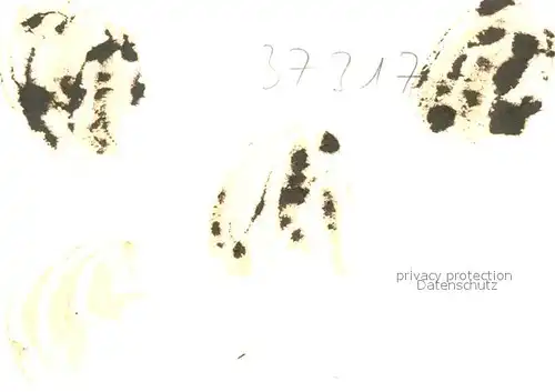 AK / Ansichtskarte Bad_Liebenzell Stadtpanorama mit Blick zur Burg Kurort im Schwarzwald Bad_Liebenzell