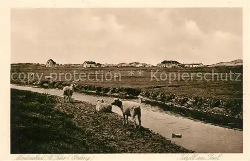 AK / Ansichtskarte Peter Ording_St Priel Schafe Peter Ording_St