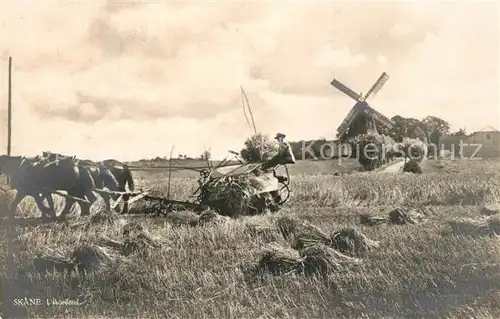 AK / Ansichtskarte Skane I skoerdetid Erntezeit Windmuehle Skane
