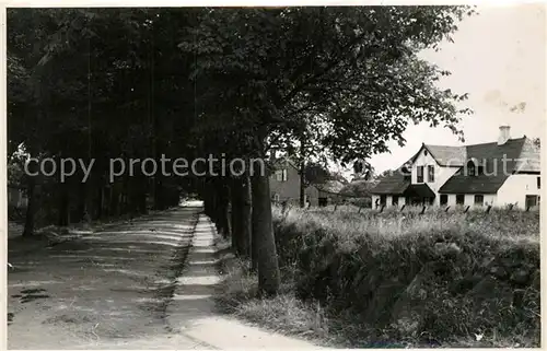 AK / Ansichtskarte Keitum_Sylt Baumallee Keitum Sylt