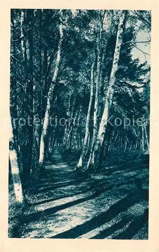 AK / Ansichtskarte Frantiskovy_Lazne Stromoradi Frantiskovy_Lazne