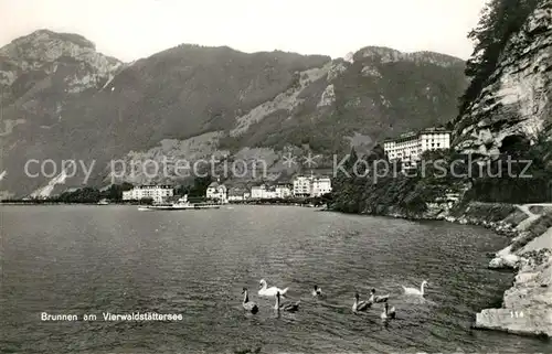 AK / Ansichtskarte Brunnen_Vierwaldstaettersee_SZ Schwaene Panorama Brunnen_Vierwaldstaettersee