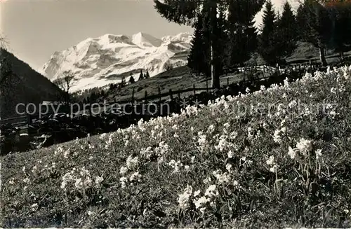 AK / Ansichtskarte Kiental Schluesselblumenwiese in der Laengschwendi mit Bluemlisalp Kiental