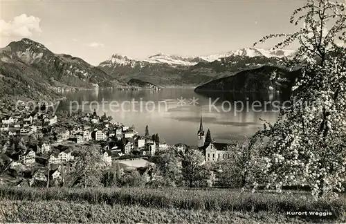 AK / Ansichtskarte Weggis_Vierwaldstaettersee Panorama Alpen Weggis_Vierwaldstaettersee