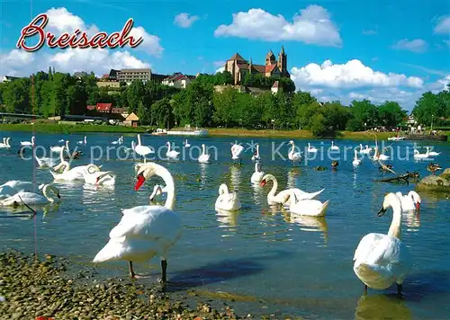 AK / Ansichtskarte Breisach_Rhein Rheinpartie mit Muenster Breisach Rhein
