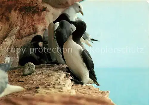 AK / Ansichtskarte Helgoland Lummen Skittenhoern Brutgeschaeft Helgoland