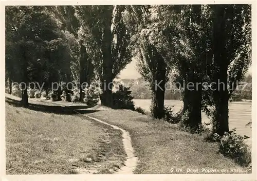 AK / Ansichtskarte Basel_BS Pappeln am Rhein Basel_BS