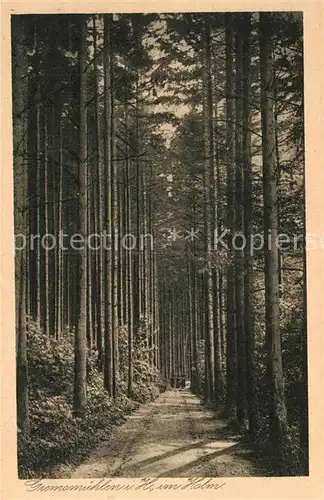 AK / Ansichtskarte Gremsmuehlen Waldpartie im Holm Gremsmuehlen