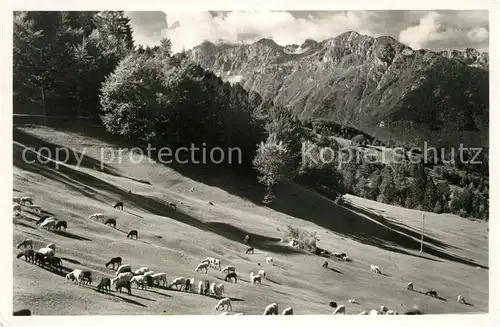 AK / Ansichtskarte Dolomiti_di_Brenta Pascoli presso la Strada Fai Andalo col Gruppo di Brenta Dolomiti_di_Brenta