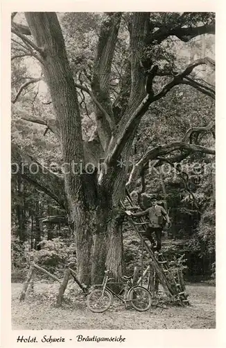 AK / Ansichtskarte Holsteinische_Schweiz Braeutigamseiche Holsteinische_Schweiz