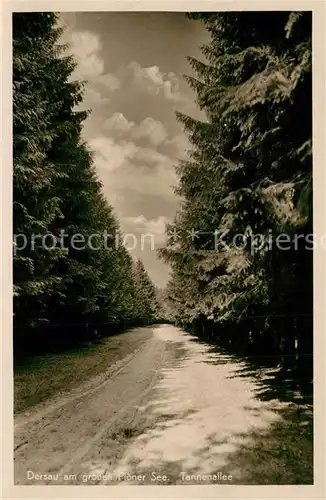 AK / Ansichtskarte Dersau Tannenallee Dersau