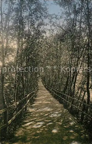 AK / Ansichtskarte Gluecksburg_Ostseebad Birkenallee Gluecksburg_Ostseebad