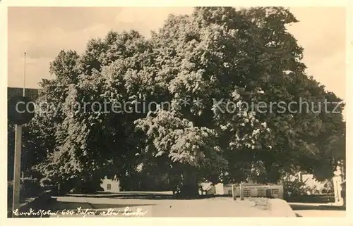 AK / Ansichtskarte Bordesholm 600 Jahr alte Linde Bordesholm