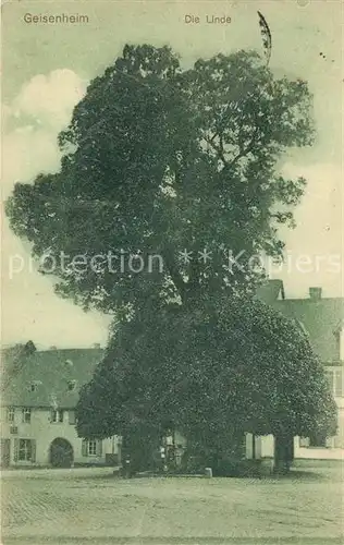 AK / Ansichtskarte Geisenheim Linde Alter Baum Geisenheim