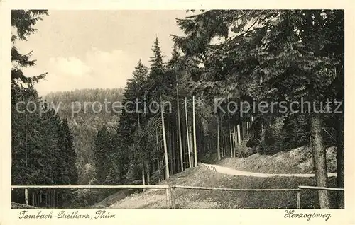 AK / Ansichtskarte Tambach Dietharz Waldpartie Herzogsweg Thueringer Wald Tambach Dietharz