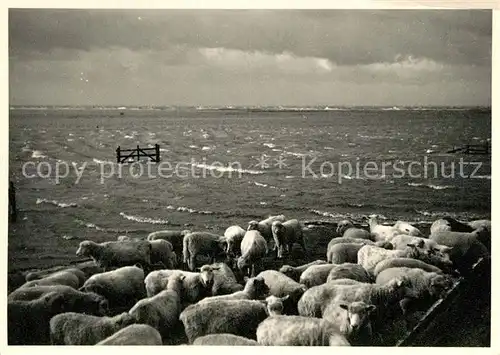 AK / Ansichtskarte Hallig_Groede Panorama Hallig Groede