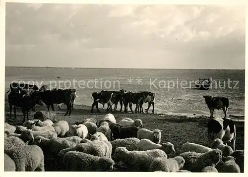 AK / Ansichtskarte Hallig_Groede Panorama Schaf und Kuhherde Hallig Groede