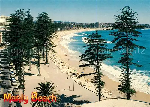 AK / Ansichtskarte Sydney_New_South_Wales Norfolk Island Pines on the promenade at Manly Beach Sydney_New_South_Wales