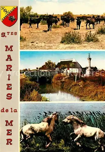 AK / Ansichtskarte Saintes Maries de la Mer Manade de Taureaux Cabanes de Gardians  Saintes Maries de la Mer