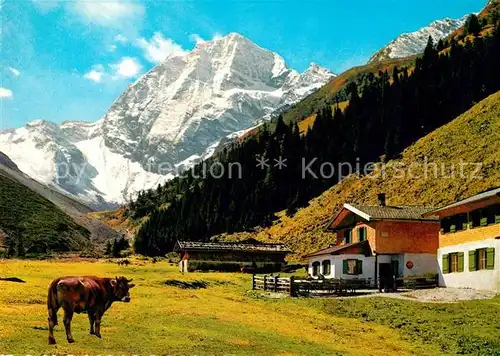 AK / Ansichtskarte Pinnisalm mit Habicht im Stubaital Kuh 