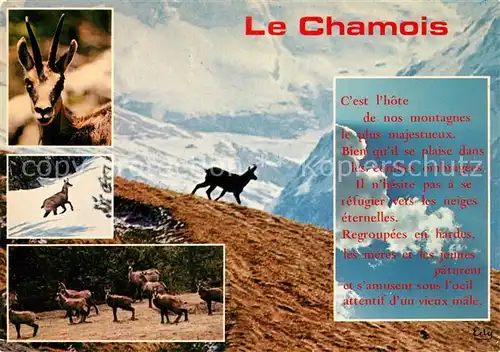 AK / Ansichtskarte Chamois_Aostatal Images de chez nous Chamois_Aostatal