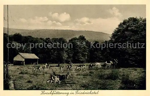 AK / Ansichtskarte Rengsdorf Hirschfuetterung in Friedrichstal Rengsdorf