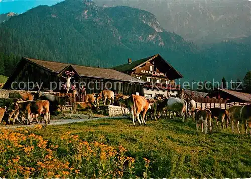 AK / Ansichtskarte Leutasch Haemmermoosalm Kuehe mit Wettersteingebirge Leutasch