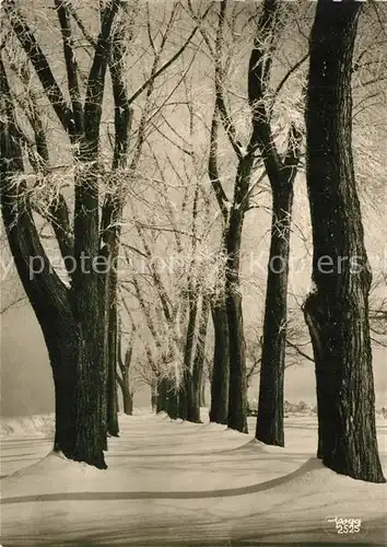 AK / Ansichtskarte Foto_Popp_Nr. 2525 Baeume Schnee Winter  Foto_Popp_Nr.