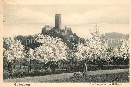 AK / Ansichtskarte Godesberg_Bad Burgruine Kirschbluete Godesberg_Bad