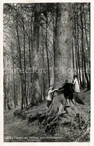 AK / Ansichtskarte Harz_Region Dicke Tannen am Abhang zum Wolfsbachtal Harz Region